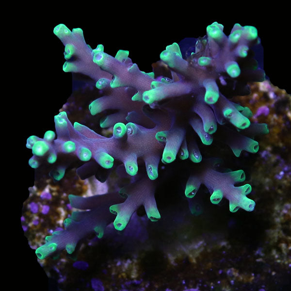 WYSIWYG cultured Acropora frag pack E