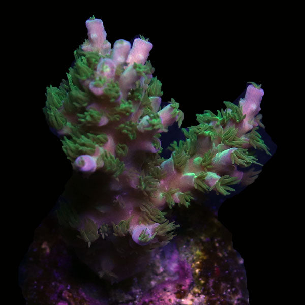 WYSIWYG cultured Acropora frag pack E