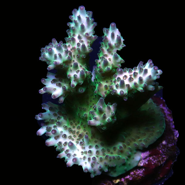 WYSIWYG cultured Acropora frag pack E