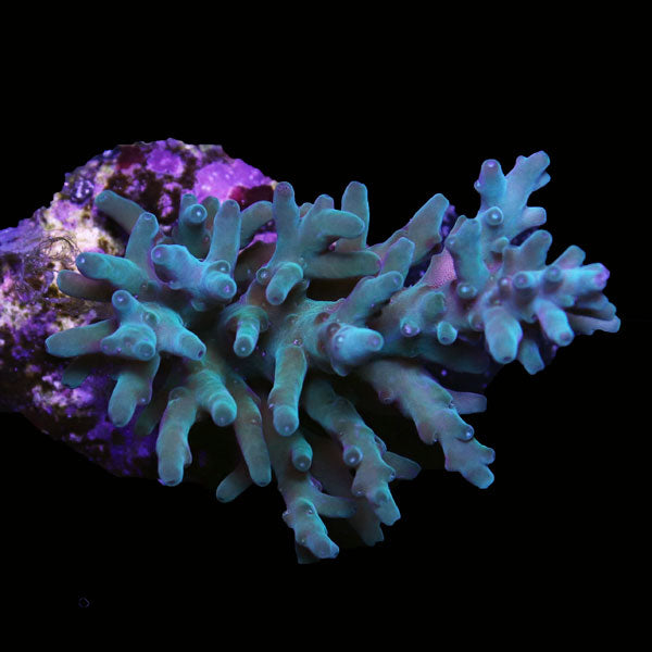 WYSIWYG cultured Acropora frag pack E
