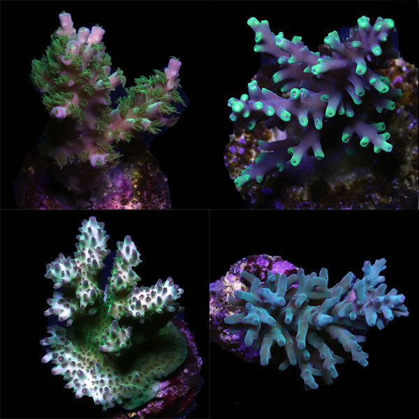 WYSIWYG cultured Acropora frag pack E