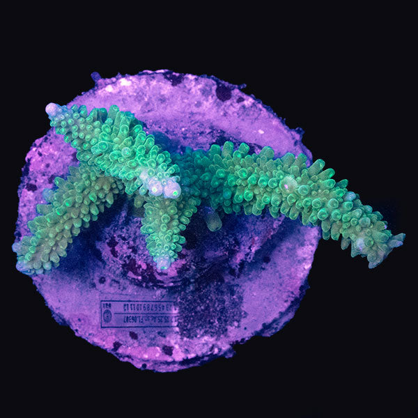 WYSIWYG cultured Acropora md 1