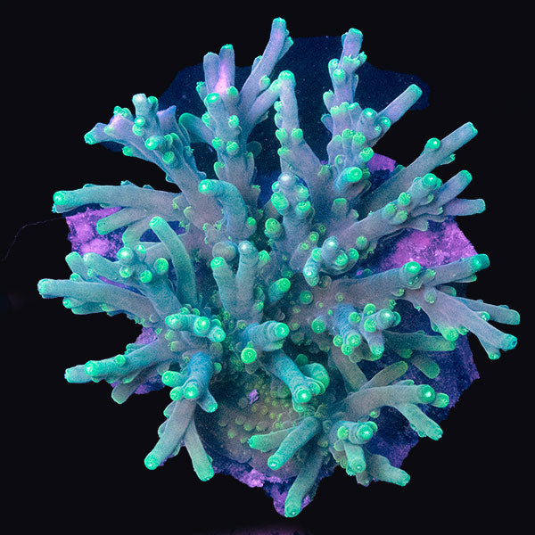 WYSIWYG cultured Acropora md 11