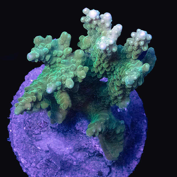 WYSIWYG cultured Acropora md 12