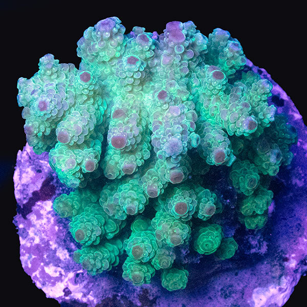 WYSIWYG cultured Acropora md 13
