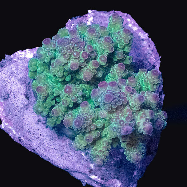 WYSIWYG cultured Acropora md 14