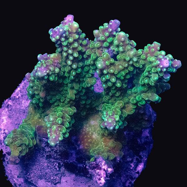 WYSIWYG cultured Acropora md 15