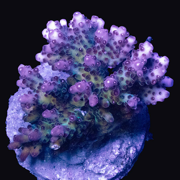 WYSIWYG cultured Acropora md 16