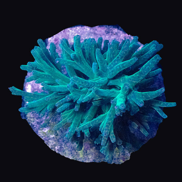 WYSIWYG cultured Acropora md 2