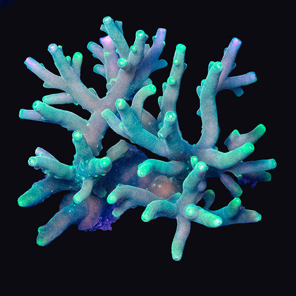 WYSIWYG cultured Acropora md 3