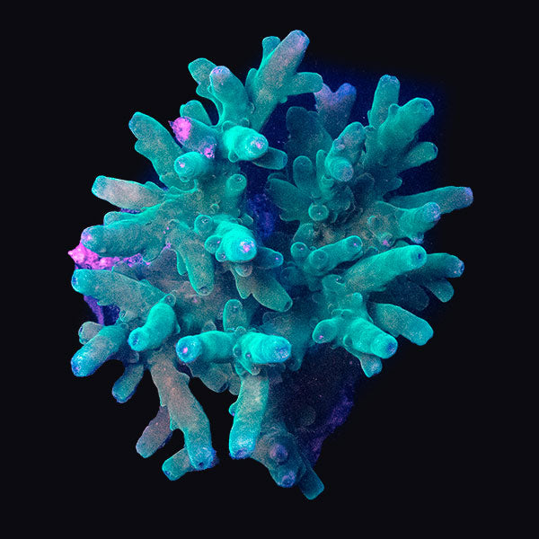 WYSIWYG cultured Acropora md 4