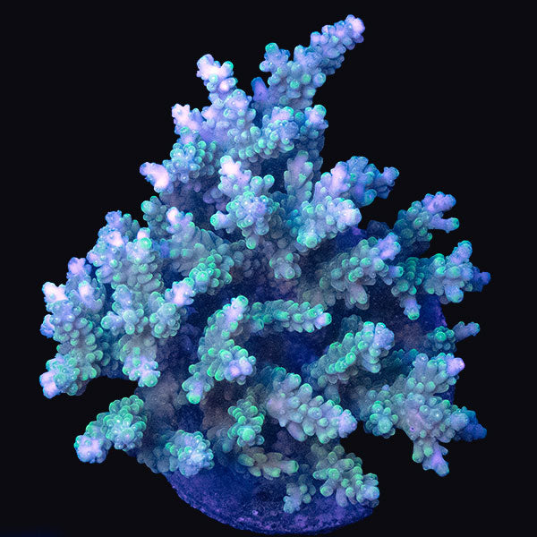 WYSIWYG cultured Acropora md 5