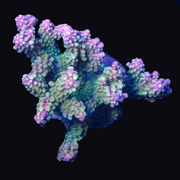 WYSIWYG cultured Acropora md 6