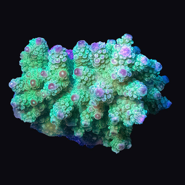 WYSIWYG cultured Acropora md 7