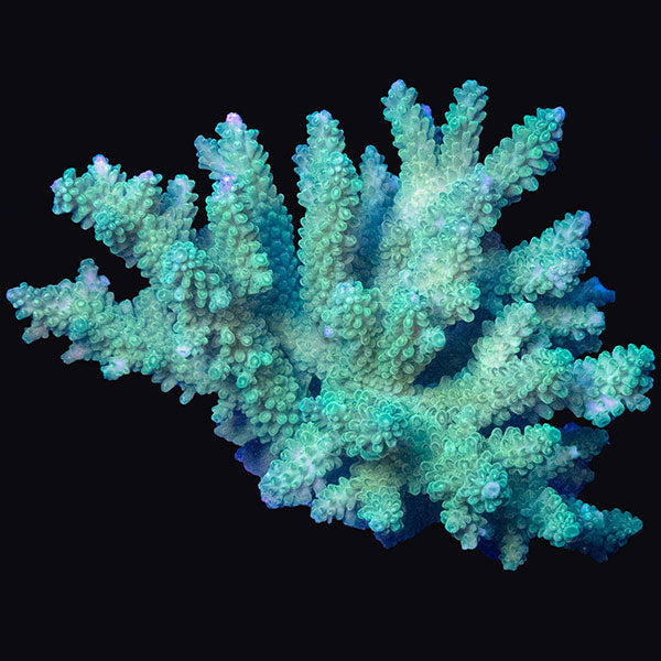 WYSIWYG cultured Acropora md 8