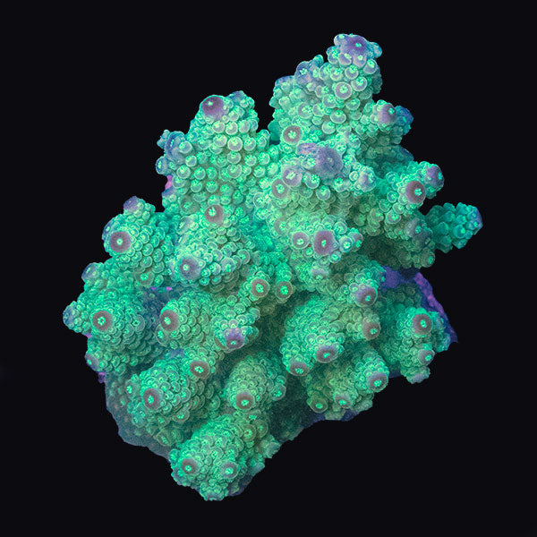 WYSIWYG cultured Acropora md 9