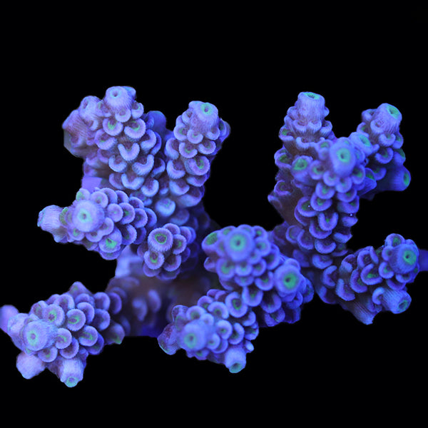 WYSIWYG cultured Acropora 10