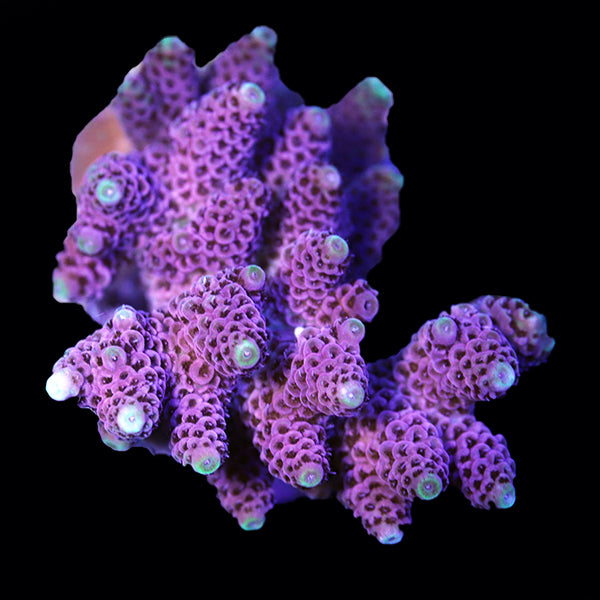 WYSIWYG cultured Acropora 11