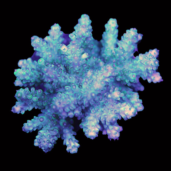 WYSIWYG cultured Acropora 11