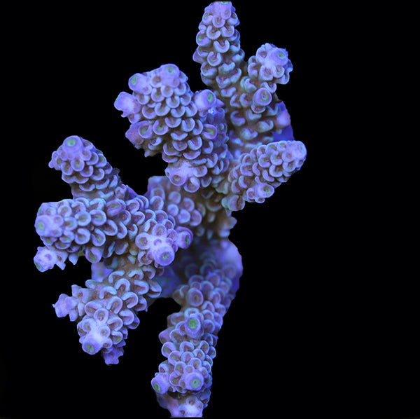 WYSIWYG cultured Acropora 12