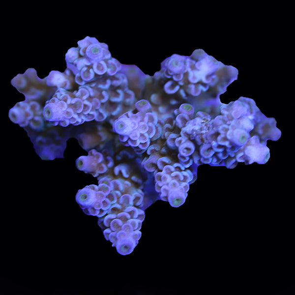 WYSIWYG cultured Acropora 13