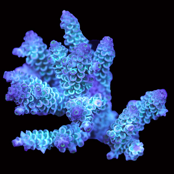 WYSIWYG cultured Acropora 13