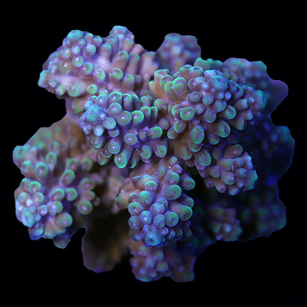 WYSIWYG cultured Acropora 14