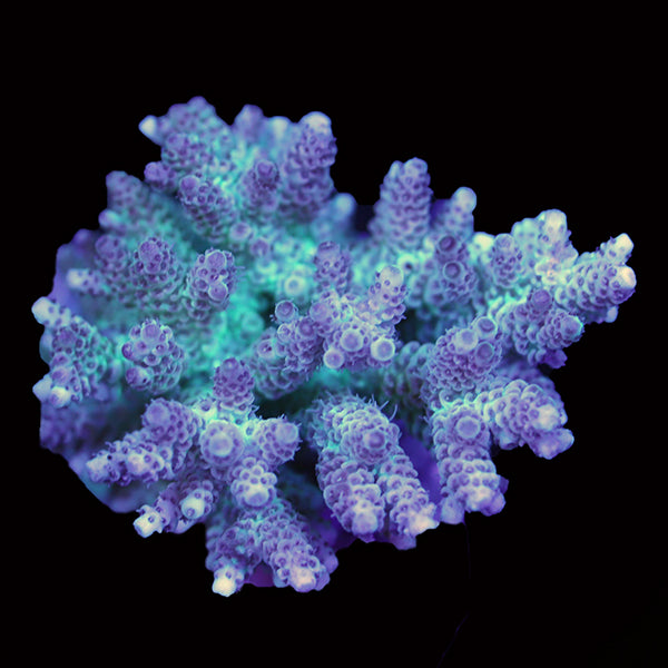 WYSIWYG cultured Acropora 14