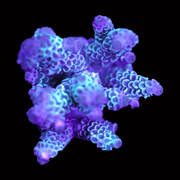 WYSIWYG cultured Acropora 15