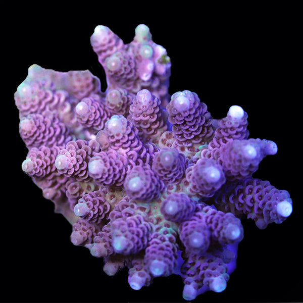 WYSIWYG cultured Acropora 15