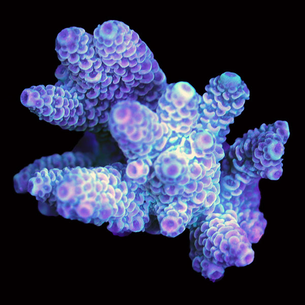 WYSIWYG cultured Acropora 16