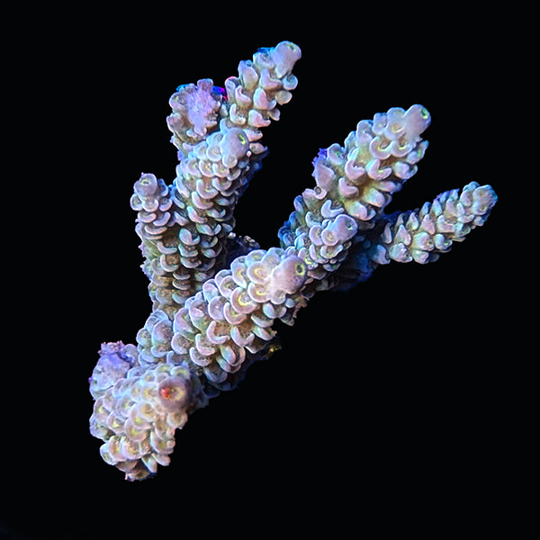 WYSIWYG cultured Acropora 17