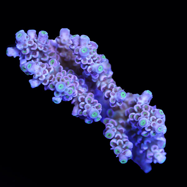 WYSIWYG cultured Acropora 17