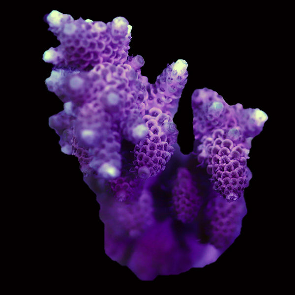 WYSIWYG cultured Acropora 17