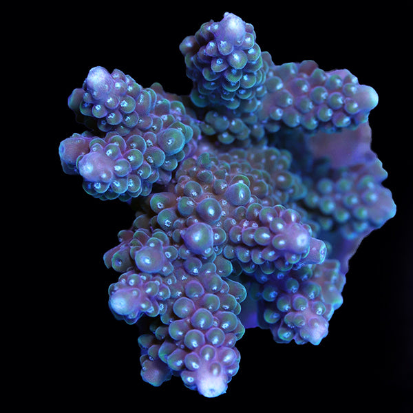 WYSIWYG cultured Acropora 18