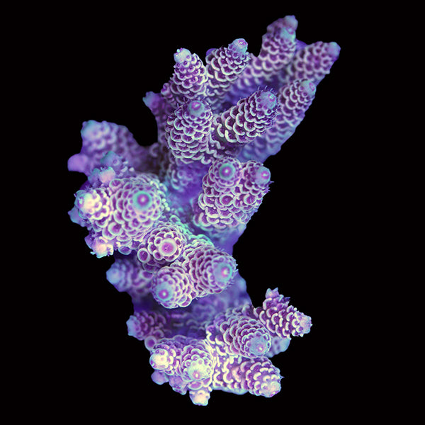 WYSIWYG cultured Acropora 18