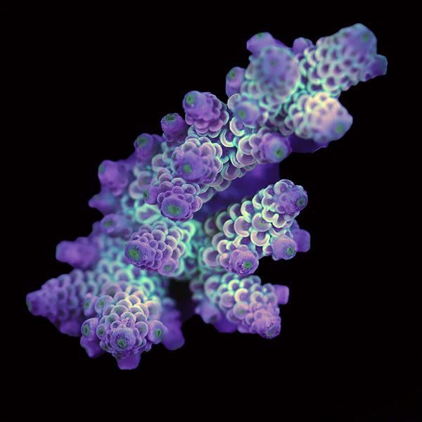 WYSIWYG cultured Acropora 19