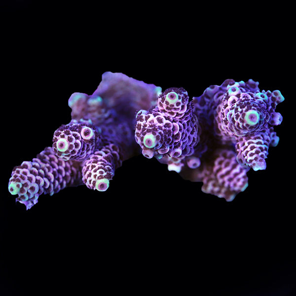 WYSIWYG cultured Acropora 20