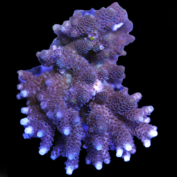 WYSIWYG cultured Acropora 21