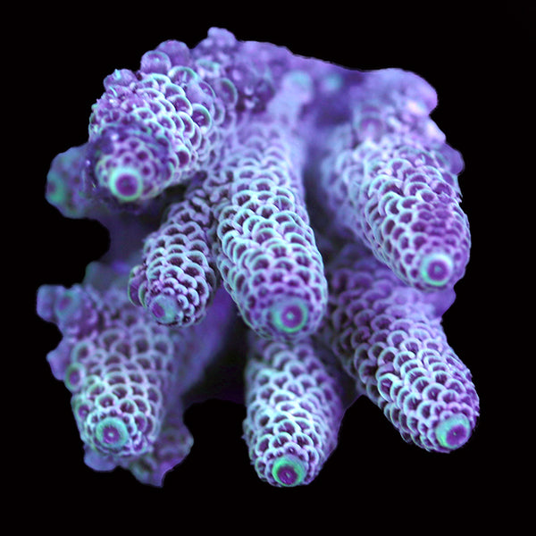 WYSIWYG cultured Acropora 21