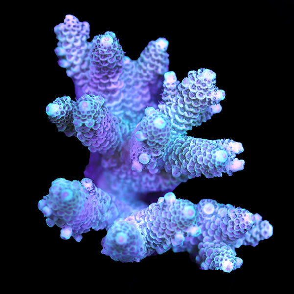 WYSIWYG cultured Acropora 22