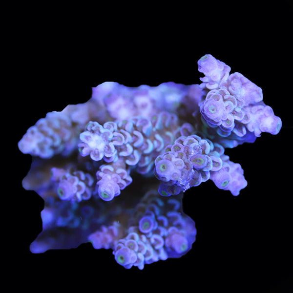 WYSIWYG cultured Acropora 22