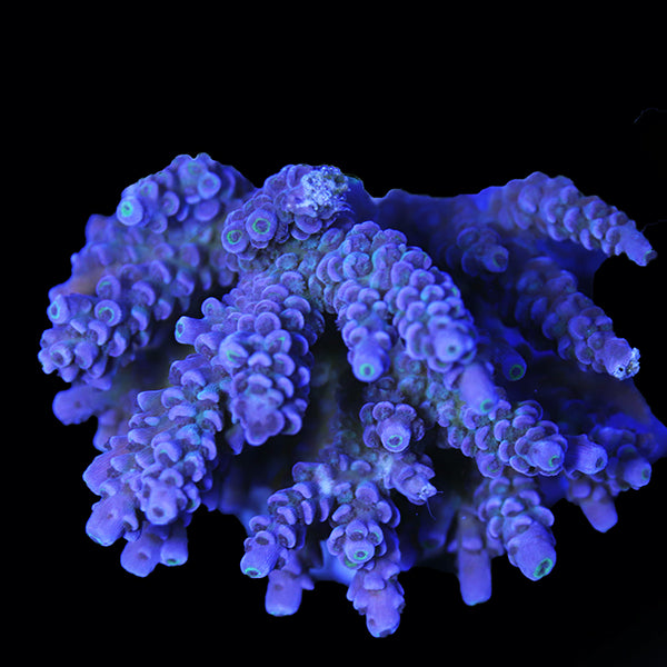 WYSIWYG cultured Acropora 23