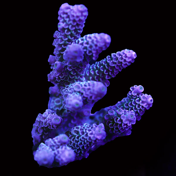 WYSIWYG cultured Acropora 24