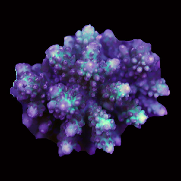 WYSIWYG cultured Acropora 25