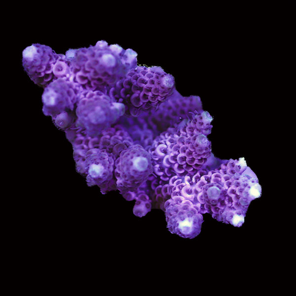 WYSIWYG cultured Acropora 26