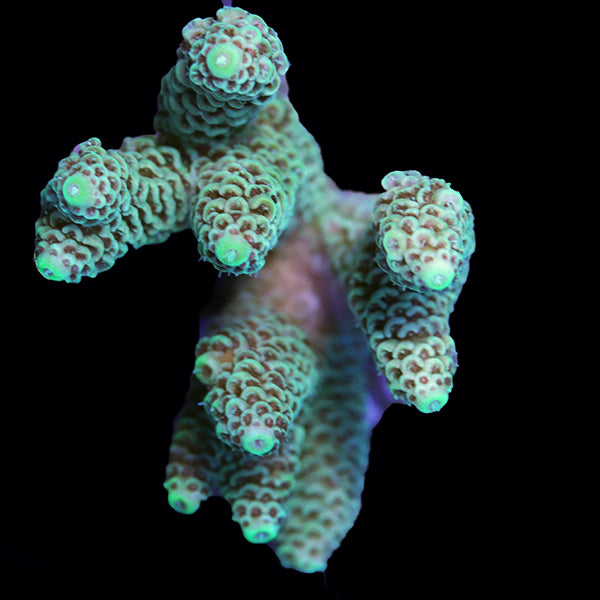 WYSIWYG cultured Acropora 26