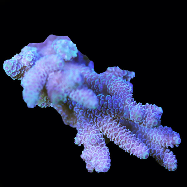 WYSIWYG cultured Acropora 27