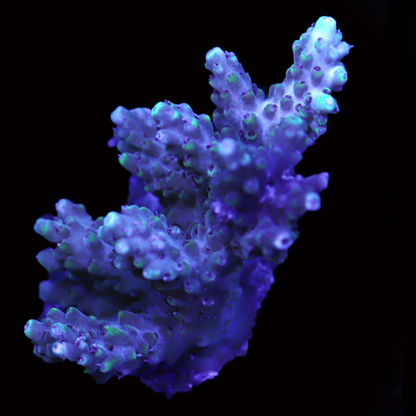 WYSIWYG cultured Acropora 27