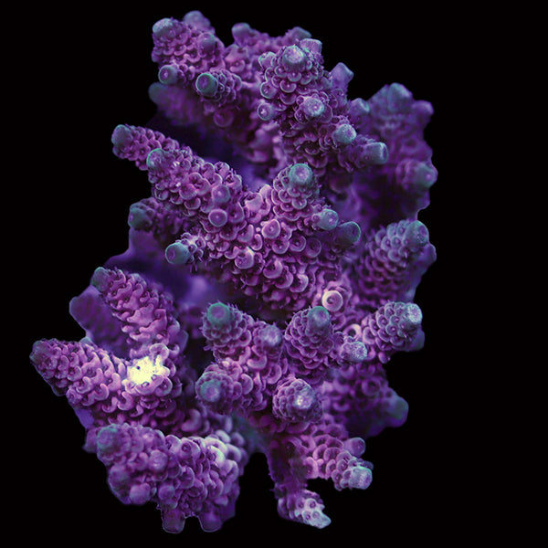 WYSIWYG cultured Acropora 28